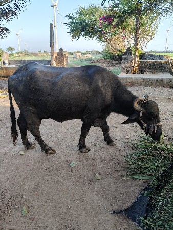 ભેંશ વેચવાની છે