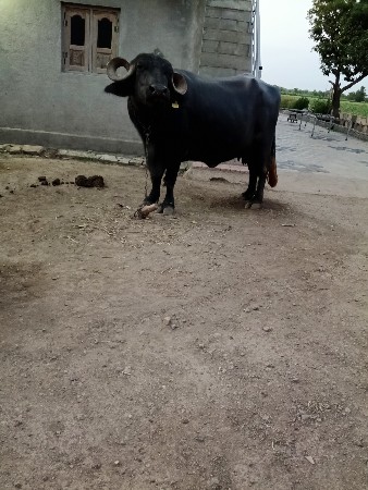 ભેંસ વેચવા ની છે