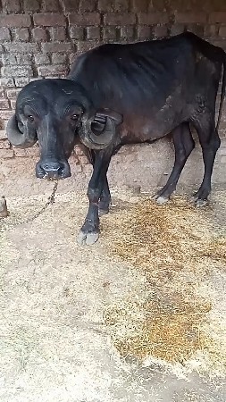 ખડાય