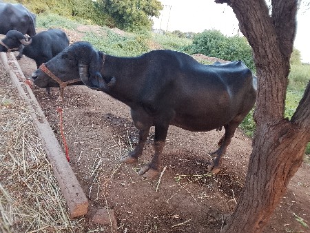 ભેંસ વેચવાની છે