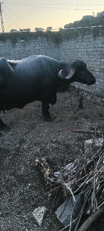 વેચવાની સે