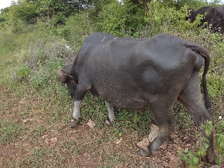 ભેંસ વેચવાની છે