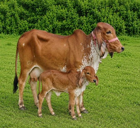 વેચવાની