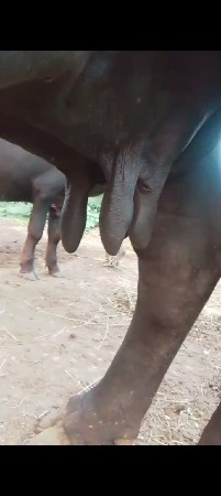 બિલકુલ વેચવાની છે બિલકુલ ગોસ્વામી