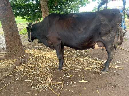jarsi gay vechavani se