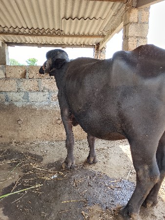 ખડેલી વેચવાની છે