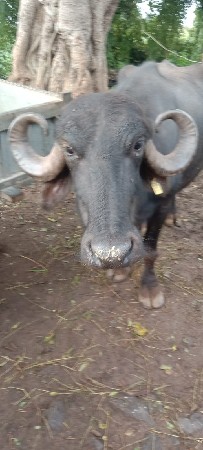 ભેંશ