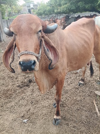 વેચવાની છે