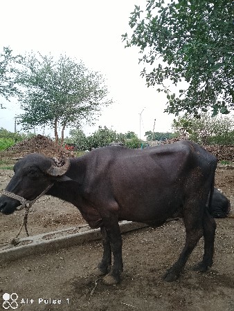 ભેસ વેચવાની છે