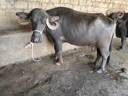 એક મહિના દિવસથી વયાણેલી એક 20 દિવસ