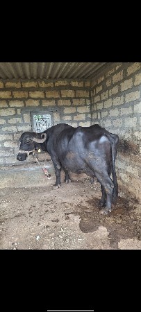 ભેંશ વેચવાની છે