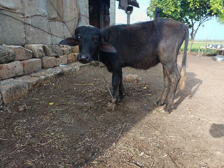 એક ઘડેલી અને એક પાડી