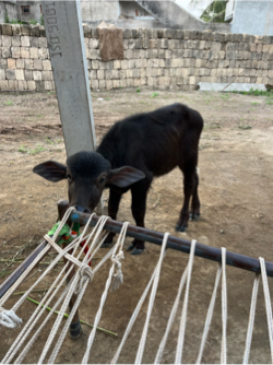 ભેસ