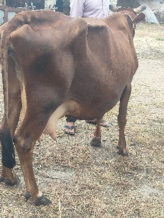 દેશી જર્સી, ગાય