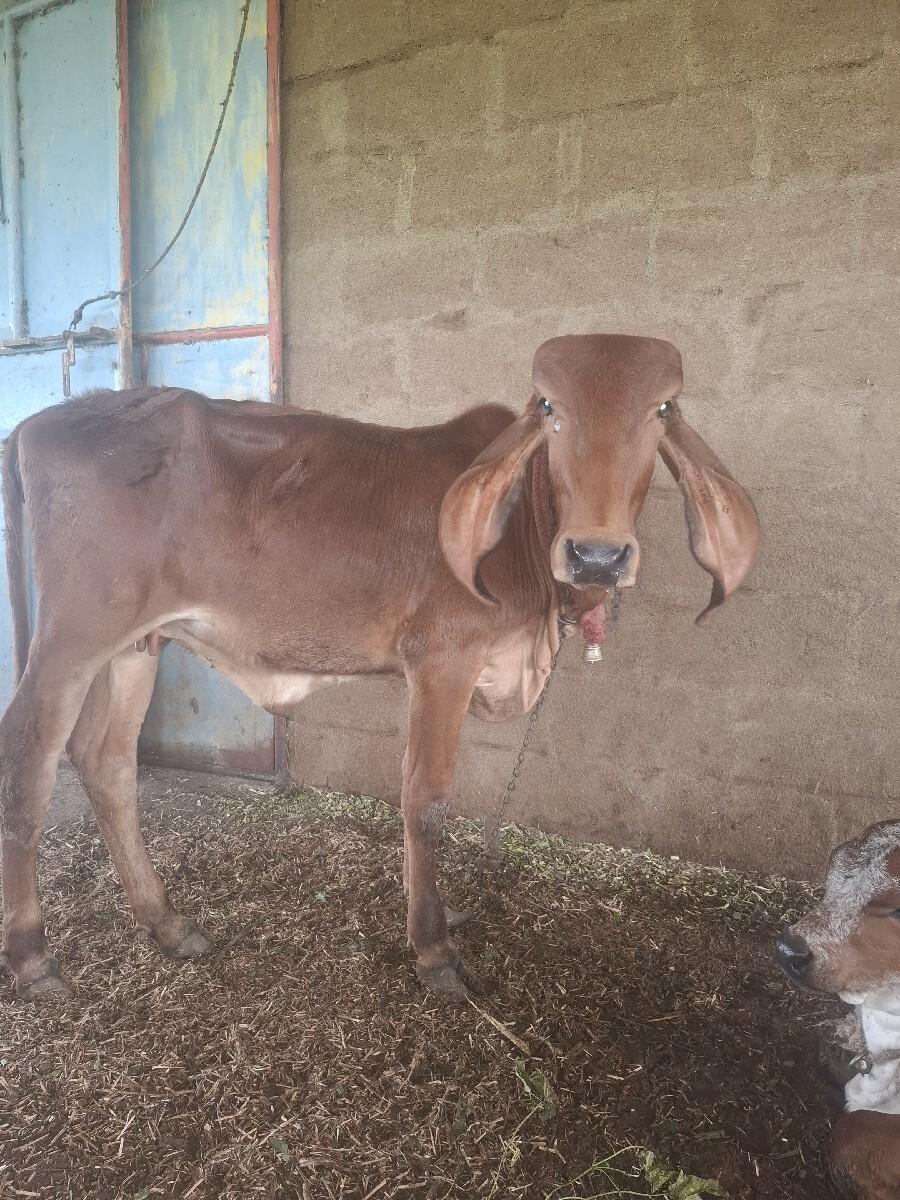 વાછડી આપવાની છે 3