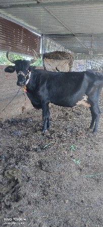 ગીરક્રોસ
