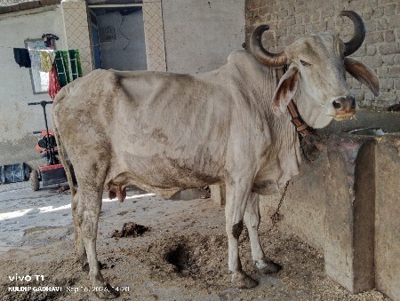 શ્વેત કપિલા ગાય