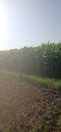 લીલી સાર