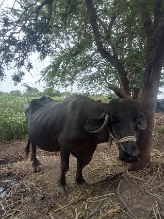 ભેંસ વેચવાની