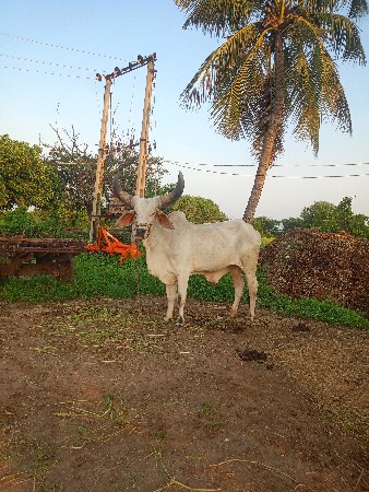 ગોધલો વેસવાનો સે