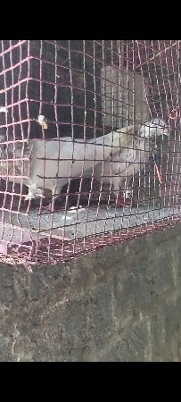 Kabutar