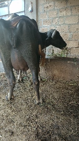 ભેંશ વેચવાની છે