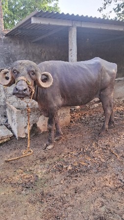 ખડેલી વેચવાની છે