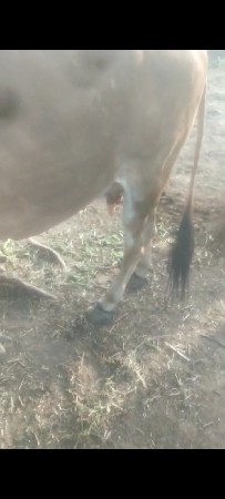 દેસી ગાય વેસવા ની છે