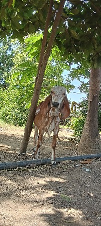 ગાય વેચવા ની છે