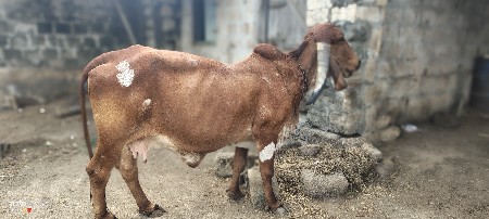 gay vechvani chhe