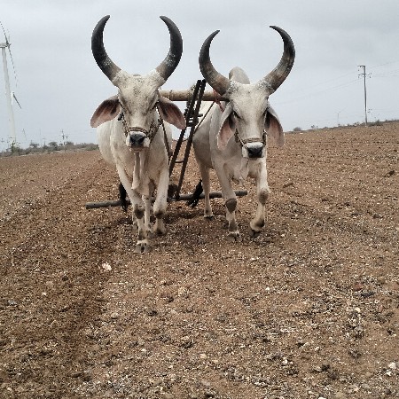 બડદ