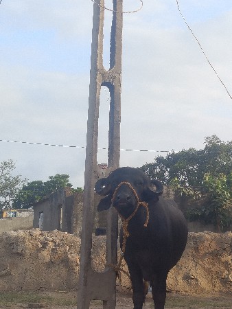 પાડો વેચવાનો છે