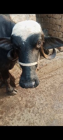 ભેંસ વેચવાની છે