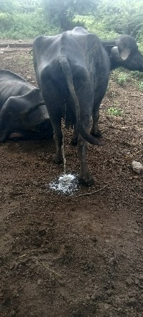 પેલા વેતરમાં દૂધ હતું 6
