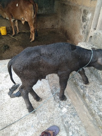 પાડો વેચવાનો છે