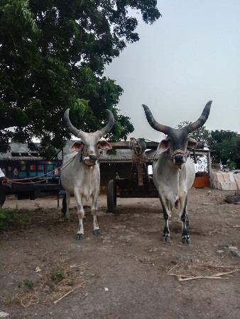 વેચવાના