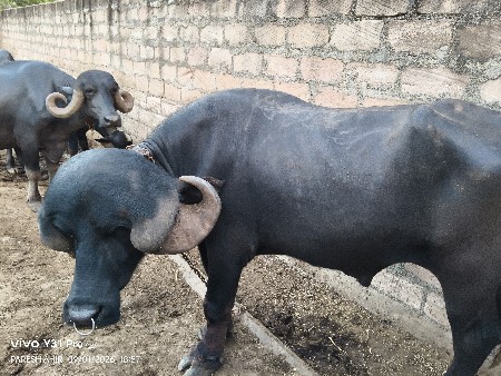 પાડો વેચવાનો છે.