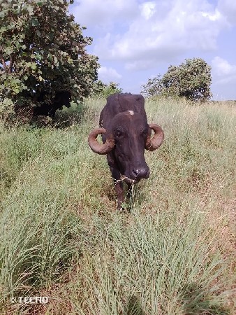 વેચવાની છે