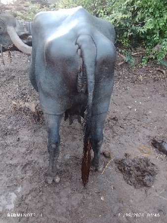 ભરતભાઈ   ઑડેદરા