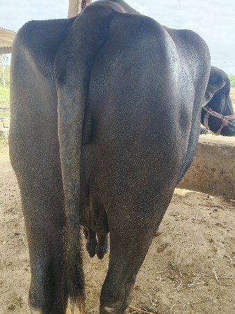 ભેંસ વેચવાની છે
