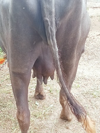 આ ભેંસ વેચવાની છે
