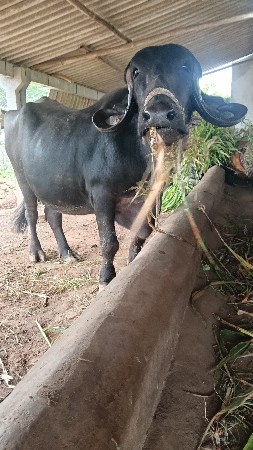 ભેસ