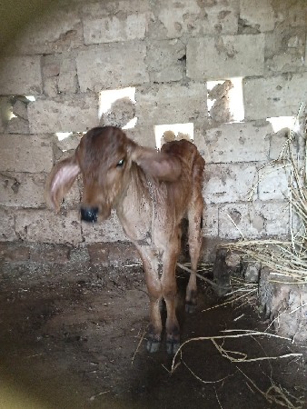 ગાય વેચવાની છે