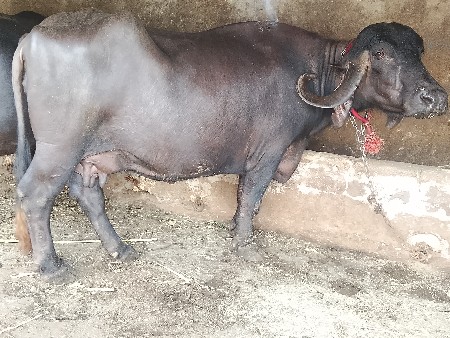 ભેસુ વેચવાની યુ છે