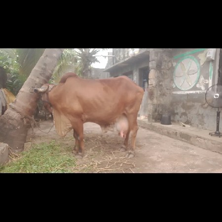 ગીર ગાય વે‍ચવાની છે  ઞાભણી