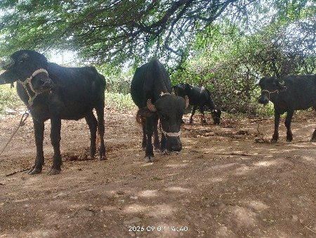 ખડેલા વેચવાના છે