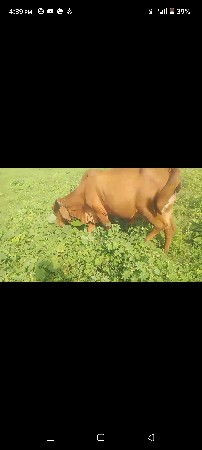 પેલું વેતર