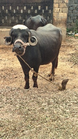 ખડેલી 1 વેતર ની છે