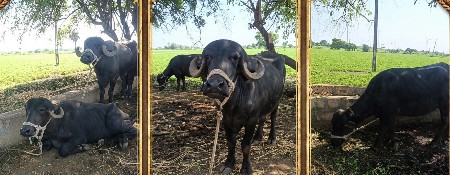 ખળેલી વેચવાની છે