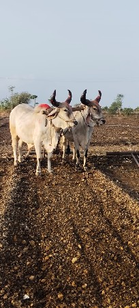 વેચવાના છે